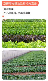 京研壽光開門迎客，攜手你我大展宏圖——京研益農引領種業科技新篇章