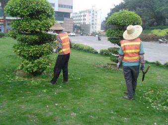 園林綠化施工、養護,草皮銷售及種植,園區、市政等改造工程