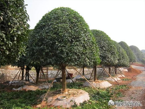 目前農(nóng)村栽什么樹(shù)最有前景 滿足4個(gè)條件,棵棵都是搶手貨