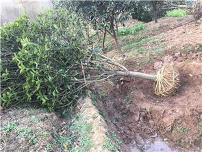 三門峽桂花 三門峽新聞 價格公道