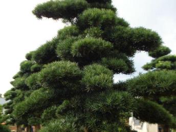 圖園林綠化 打造理想庭院景觀的設計、施工與養護