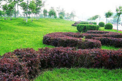 綠籬、色塊、色帶及體育場地設施的定點放線方法與步驟