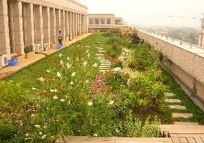 市園林綠化局檢查我區屋頂綠化工程，助力城市生態建設