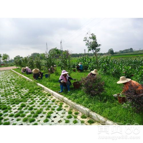 肇慶園林綠化工程施工 營(yíng)造山水名城生態(tài)畫(huà)卷